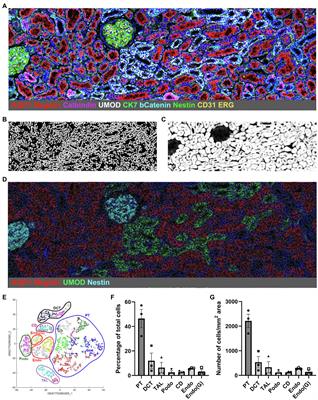 Using Imaging Mass Cytometry to Define Cell Identities and Interactions in Human Tissues